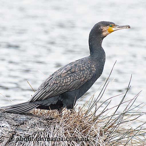 Great Cormorant, Phalacrocorax carbo, Tasmania