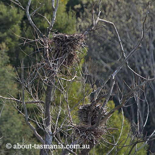 Great Cormorant, Phalacrocorax carbo, Tasmania