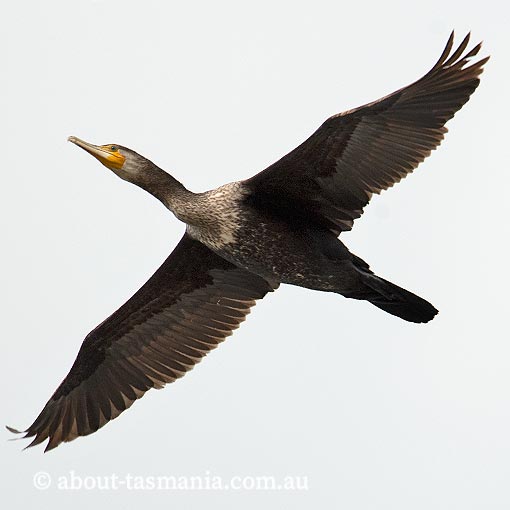 Great Cormorant, Phalacrocorax carbo, Tasmania