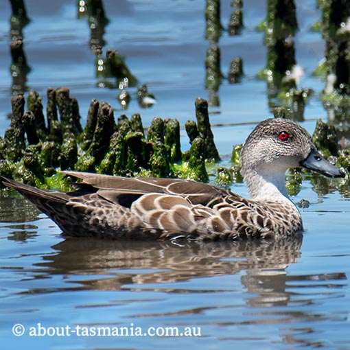 Grey Teal, Anas gracilis, Tasmania