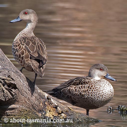 Grey Teal, Anas gracilis, Tasmania