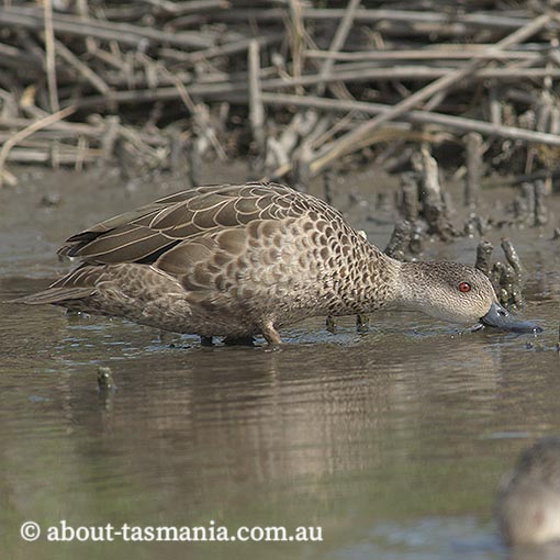 Grey Teal, Anas gracilis, Tasmania