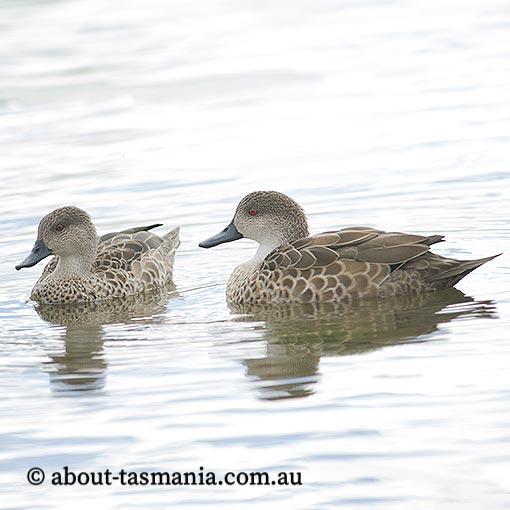 Grey Teal, Anas gracilis, Tasmania