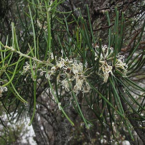 Hakea lissosperma