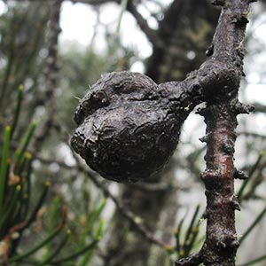 Hakea lissosperma, Mountain needlewood, Tasmania