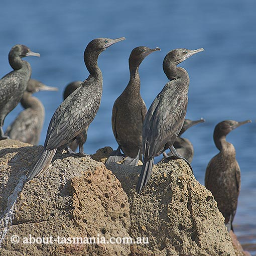 Little Black Cormorant, Phalacrocorax sulcirostris, Tasmania