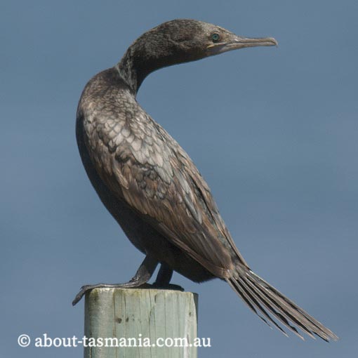 Little Black Cormorant, Phalacrocorax sulcirostris, Tasmania
