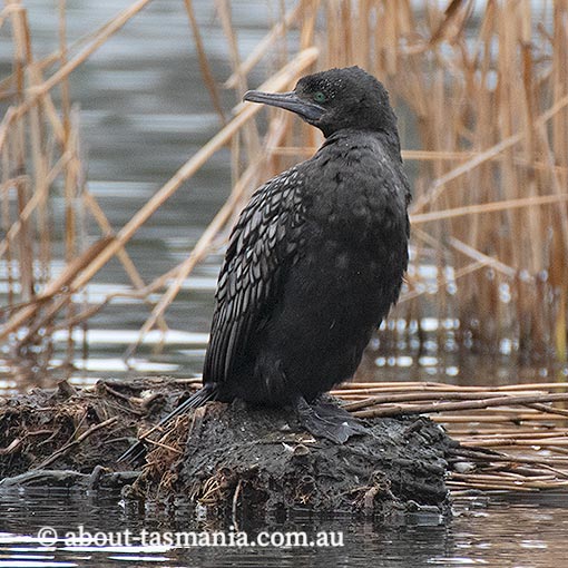 Little Black Cormorant, Phalacrocorax sulcirostris, Tasmania