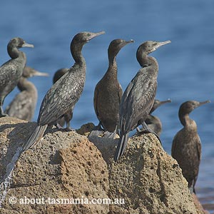 Little Black Cormorant