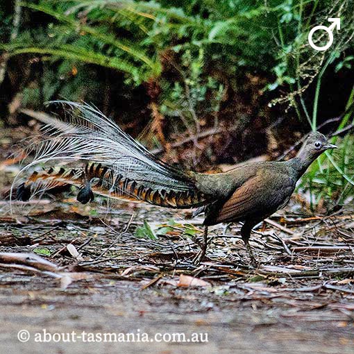 Superb Lyrebird, Menura novaehollandiae, Tasmania