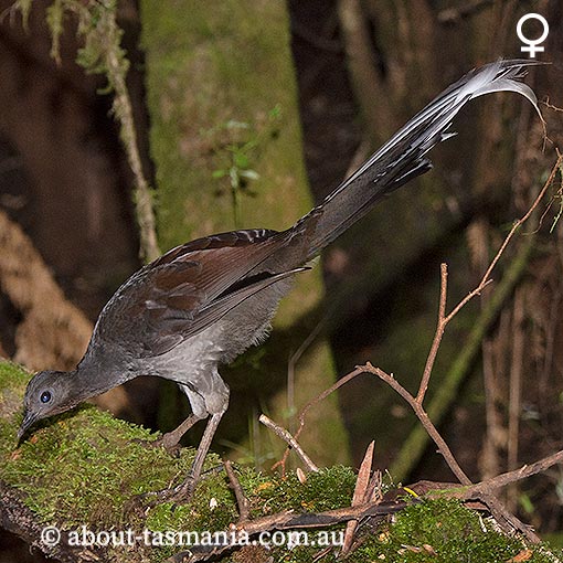 Superb Lyrebird, Menura novaehollandiae, Tasmania