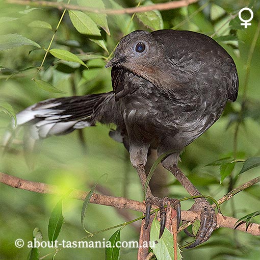 Superb Lyrebird, Menura novaehollandiae, Tasmania
