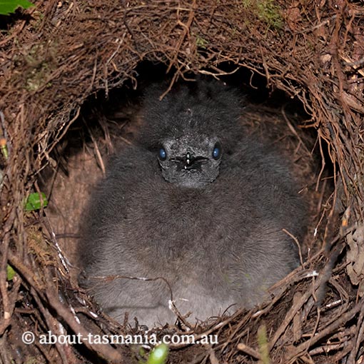 Superb Lyrebird, Menura novaehollandiae, Tasmania