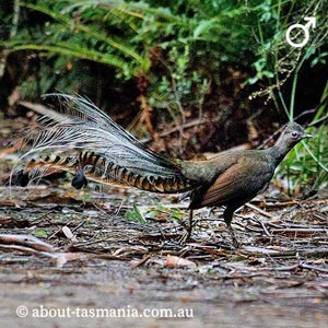 Superb Lyrebird