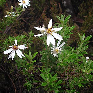 Olearia phlogopappa