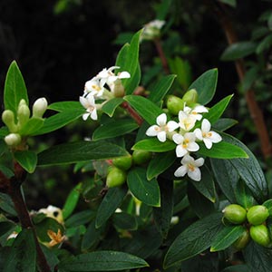 Pimelea cinerea