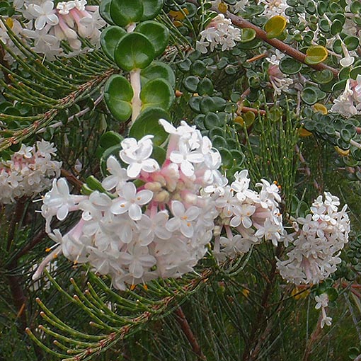 Pimelea nivea, Roundleaf Riceflower, Tasmania