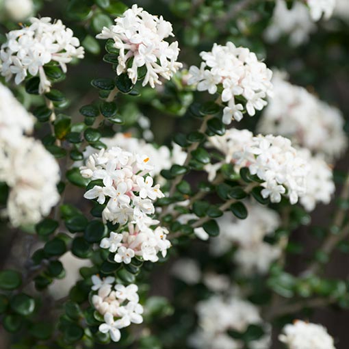 Pimelea nivea, Roundleaf Riceflower, Tasmania