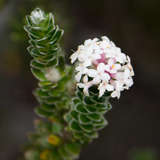 Pimelea sericea, Mountain Riceflower, Tasmania