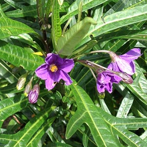 Solanum Laciniatum