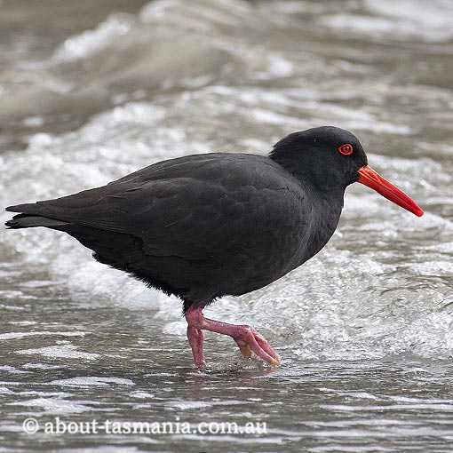 Sooty Oystercatcher, Harmatopus fuliginosus, Tasmania