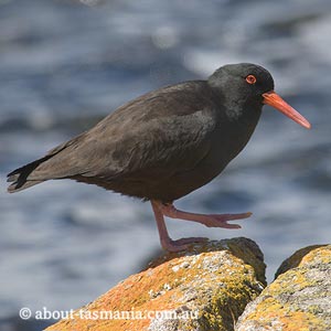 Sooty Oystercatcher