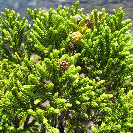 Athrotaxis selaginoides | About Tasmania