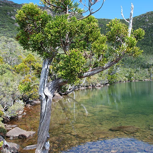 Athrotaxis selaginoides, King Billy Pine, Tasmania