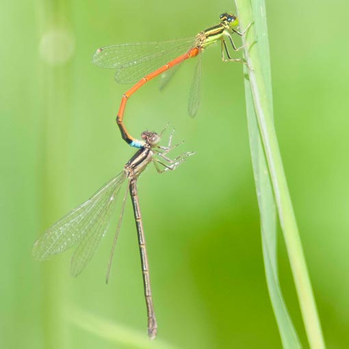 Ischnura aurora, damselfly, Tasmania