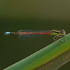 Aurora Bluetail