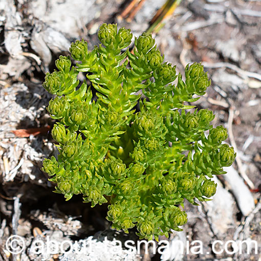 Austrolycopodium fastigiatum, Lycopodium fastigiatum,Mountain Clubmoss, Tasmania