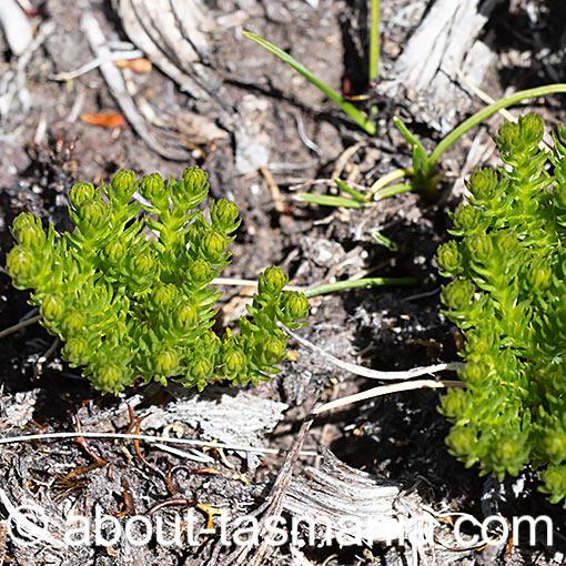 Austrolycopodium fastigiatum, Lycopodium fastigiatum, Mountain Clubmoss, Tasmania