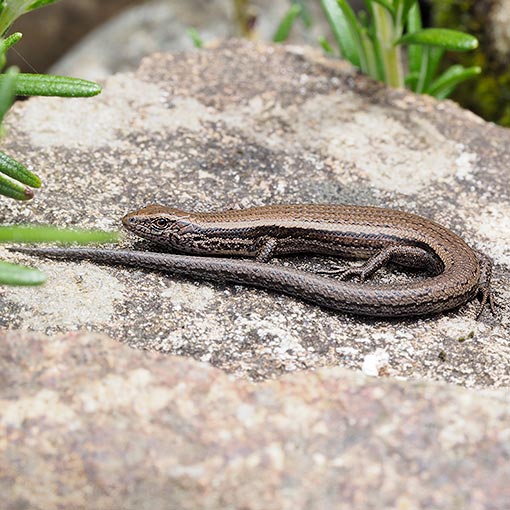 Metallic skink, Carinascincus metallicus, Tasmania