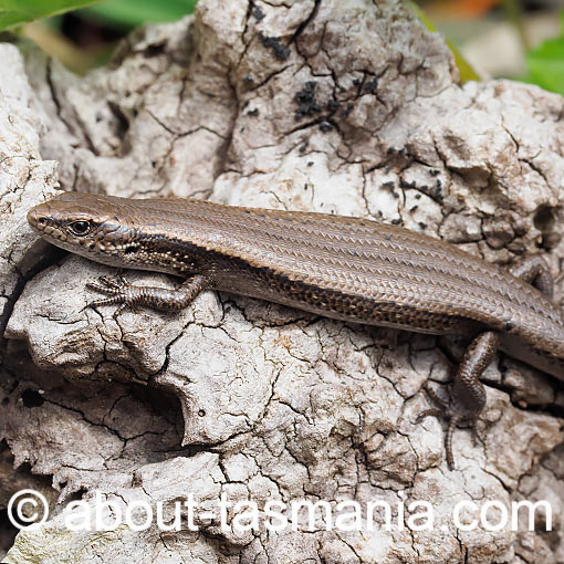 Metallic skink, Carinascincus metallicus, Tasmania