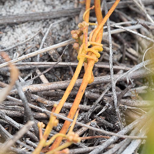 Cassytha pedicellosa, Tasmania