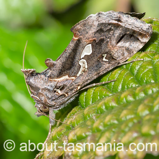 Chrysodeixis argentifera, moth, Tasmania