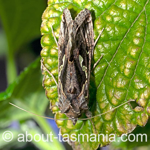 Chrysodeixis argentifera, moth, Tasmania