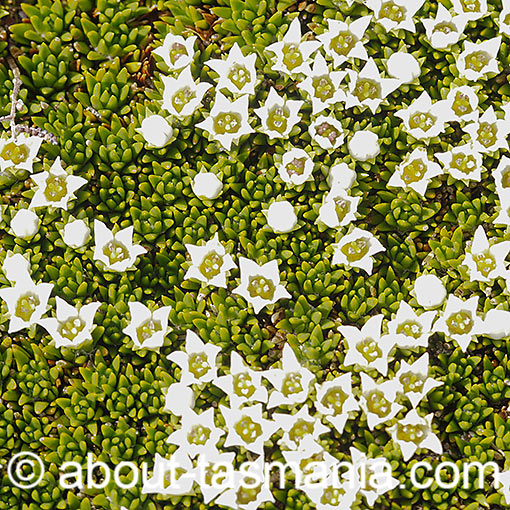 Donatia novae-zelandiae,<br />
Snow Cushionplant, Tasmania