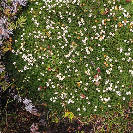 Donatia novae-zelandiae,<br />
Snow Cushionplant, Tasmania