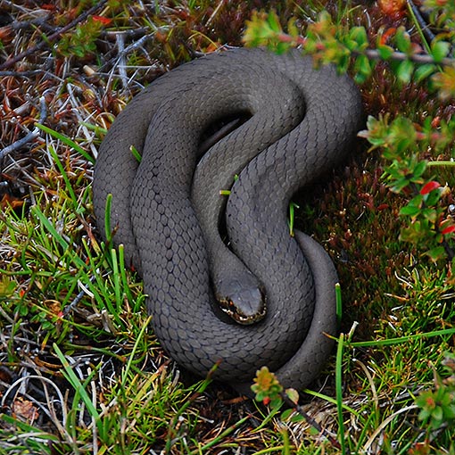 White-lipped snake, Drysdalia coronoides, Tasmania