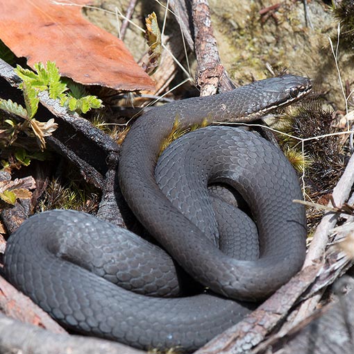 White-lipped Snake | About Tasmania