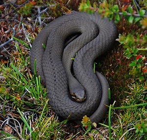 White-lipped snake