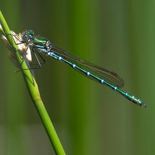 Austrolestes cingulatus, Metallic Ringtail, Tasmania