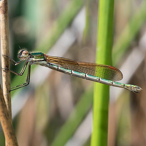 Metallic Ringtail, Austrolestes cingulatus, Tasmania