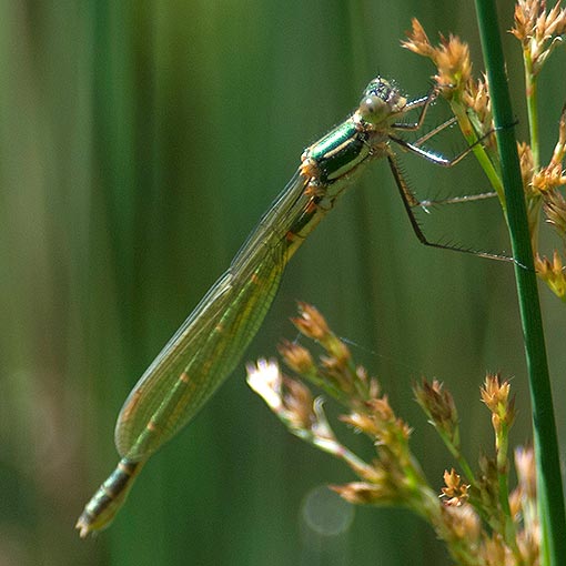Austrolestes cingulatus, Metallic Ringtail, Tasmania