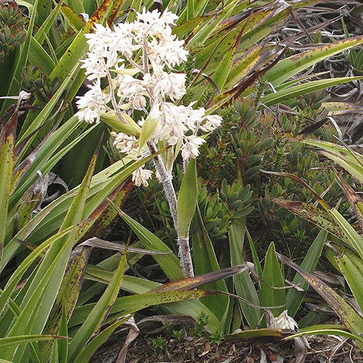 Milligania densiflora, silky milligania, Tasmania