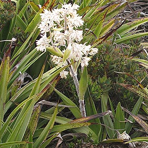 Milligania densiflora