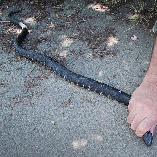 Tiger snake, Notechis scutatus, Tasmania