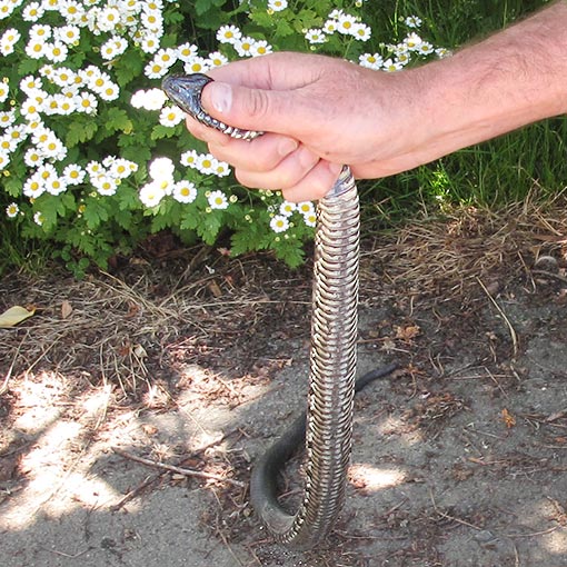 Tiger snake, Notechis scutatus, Tasmania