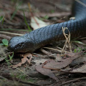 Tiger Snake